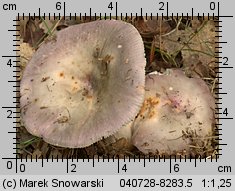 Unidentified-Russula