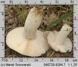 Unidentified-Russula