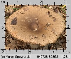 Unidentified-Russula