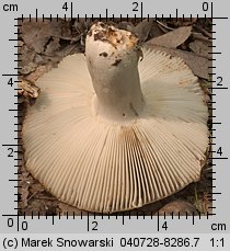 Unidentified-Russula