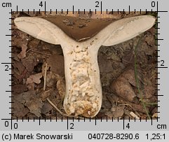 Unidentified-Russula