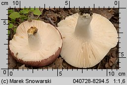 Unidentified-Russula