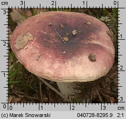 Unidentified-Russula