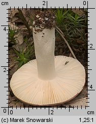 Unidentified-Russula