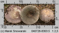 Unidentified-Russula