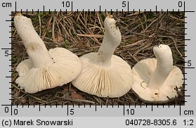 Unidentified-Russula