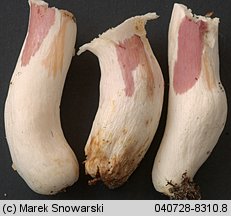 Unidentified-Russula