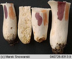 Unidentified-Russula