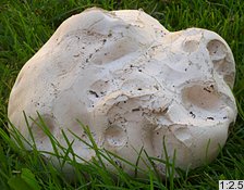 Calvatia gigantea (purchawica olbrzymia)