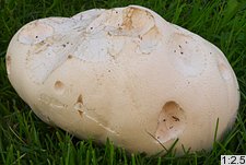 Calvatia gigantea (purchawica olbrzymia)