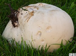 Calvatia gigantea (purchawica olbrzymia)