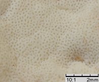 Calcipostia guttulata (drobnoporek łzawiący)