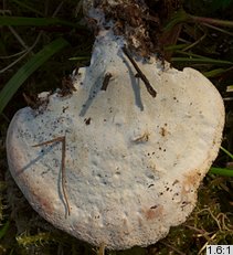 Calcipostia guttulata (drobnoporek łzawiący)