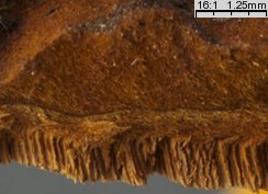 Phellinus ribis