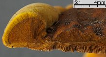 Phellinus ribis