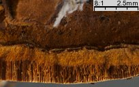 Phellinus ribis