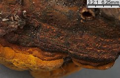 Phellinus ribis