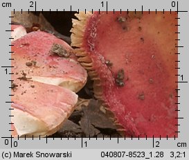 Unidentified-Russula