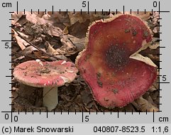 Unidentified-Russula