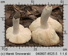 Unidentified-Russula