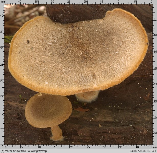 Lentinus substrictus (twardziak orzęsiony)