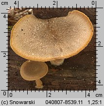 Lentinus substrictus (twardziak orzęsiony)