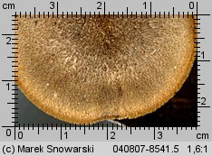 Lentinus substrictus (twardziak orzęsiony)