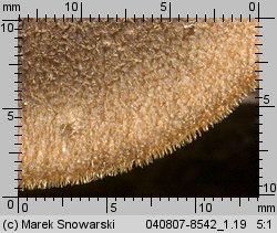 Lentinus substrictus (twardziak orzęsiony)