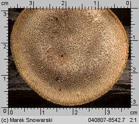 Lentinus substrictus (twardziak orzęsiony)