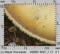 Lentinus substrictus (twardziak orzęsiony)