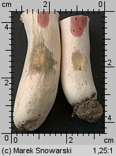 Unidentified-Russula