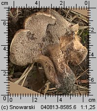 Hydnellum scabrosum (kolczakówka szorstka)