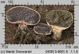 Scleroderma bovista (tęgoskór kurzawkowy)