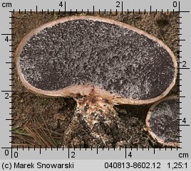 Scleroderma bovista (tęgoskór kurzawkowy)