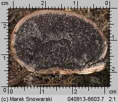 Scleroderma bovista (tęgoskór kurzawkowy)