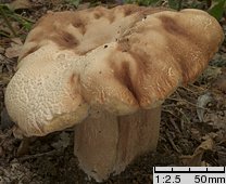 Boletus reticulatus (borowik usiatkowany)