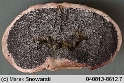 Scleroderma bovista (tęgoskór kurzawkowy)