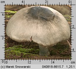 Pluteus salicinus (drobnołuszczak zielonawoszary)