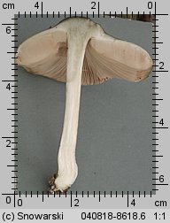 Pluteus salicinus (drobnołuszczak zielonawoszary)