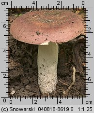 Unidentified-Russula