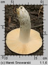 Unidentified-Russula