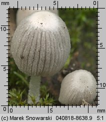 Unidentified-Coprinus