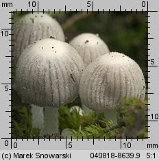 Unidentified-Coprinus