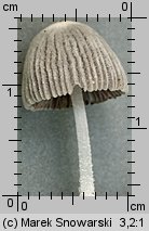 Unidentified-Coprinus