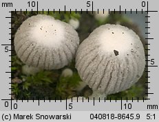 Unidentified-Coprinus