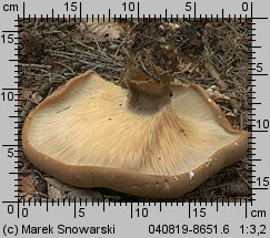 Tapinella atrotomentosa (ponurnik aksamitny)