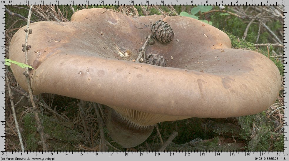Tapinella atrotomentosa (ponurnik aksamitny)