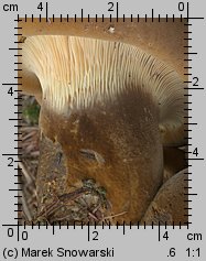 Tapinella atrotomentosa (ponurnik aksamitny)