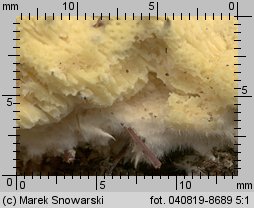 Sistotrema muscicola (wielozarodniczka mchowa)