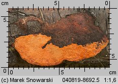 Pycnoporus cinnabarinus (gęstoporek cynobrowy)